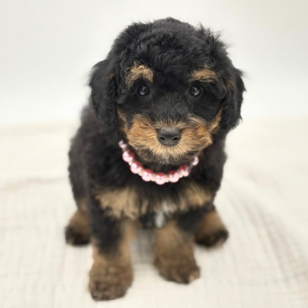 Cannoli - Poodle - Image 2