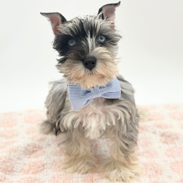 Cosmo - Miniature Schnauzer - Image 4