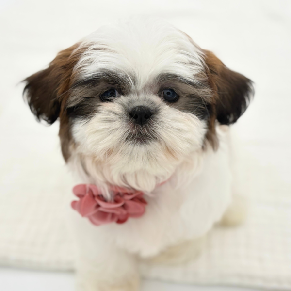 Terra - Shih Tzu - Image 1