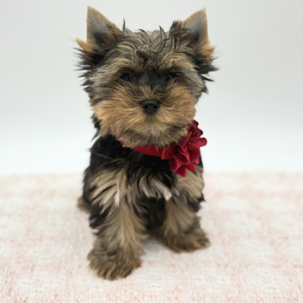 Juliet — Yorkshire Terrier — Image 4