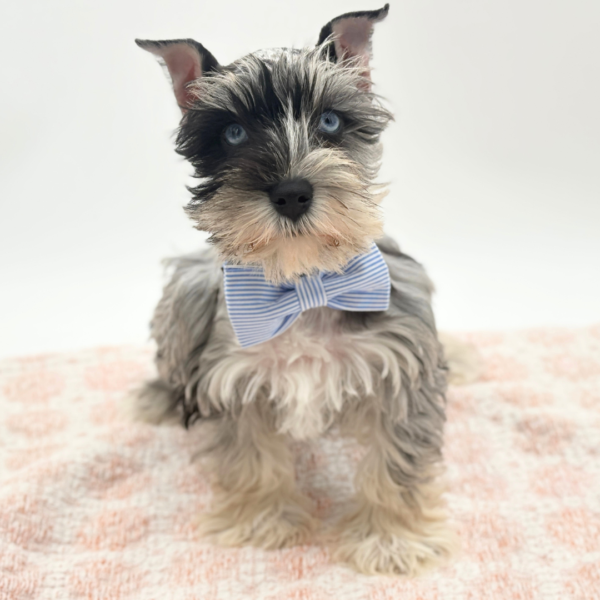 Cosmo - Miniature Schnauzer - Image 2