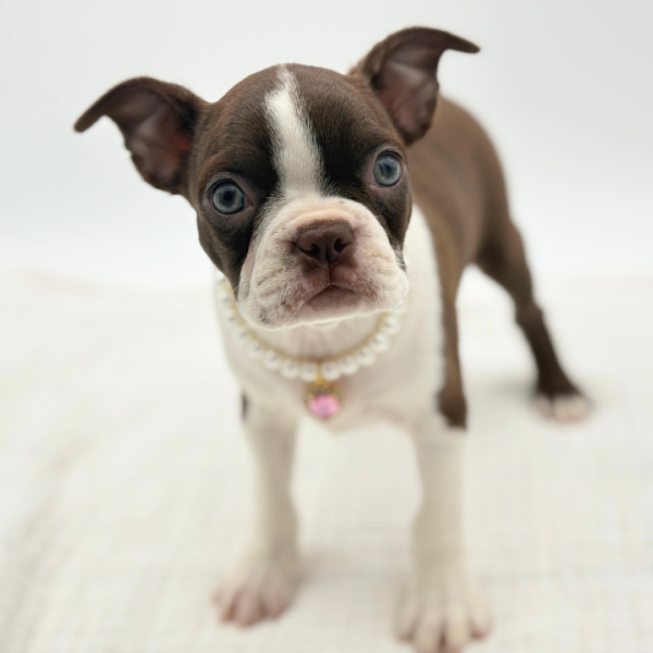 Chrissy - Boston Terrier - Image 3