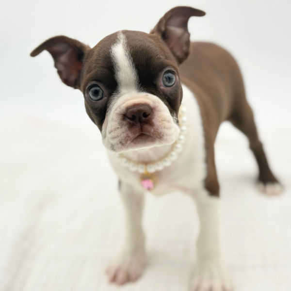 Chrissy - Boston Terrier - Image 2