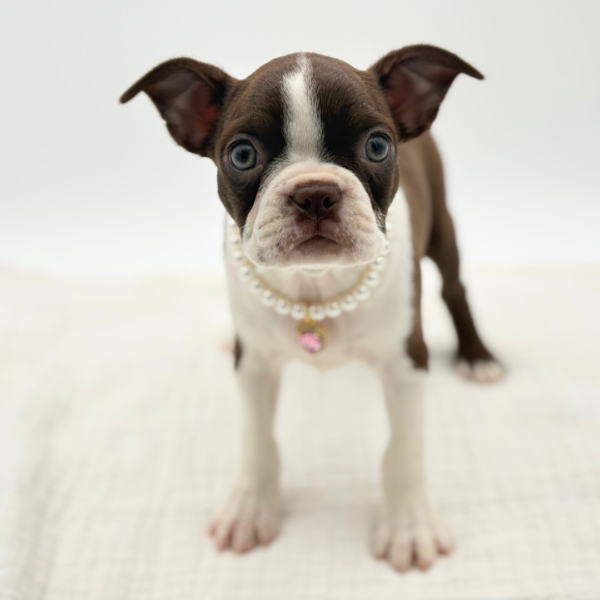 Chrissy - Boston Terrier - Image 1