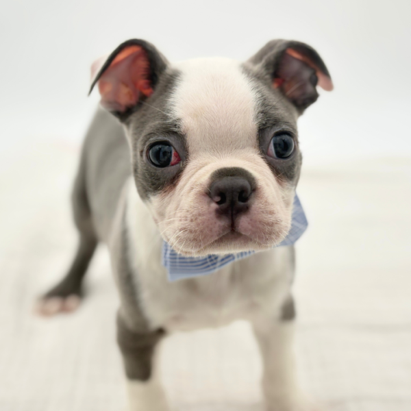 Billy - Boston Terrier - Image 2