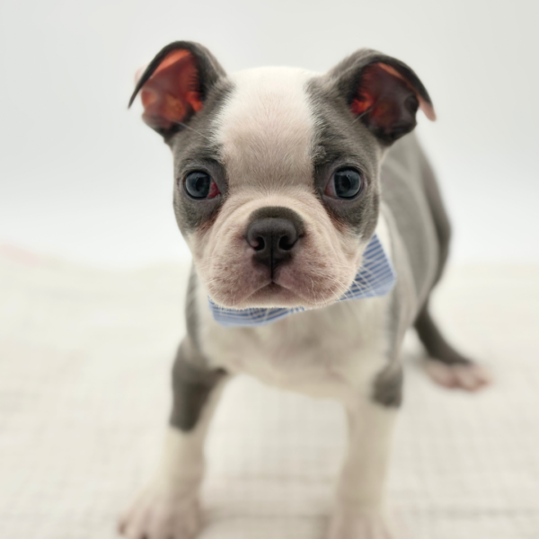 Billy - Boston Terrier - Image 1