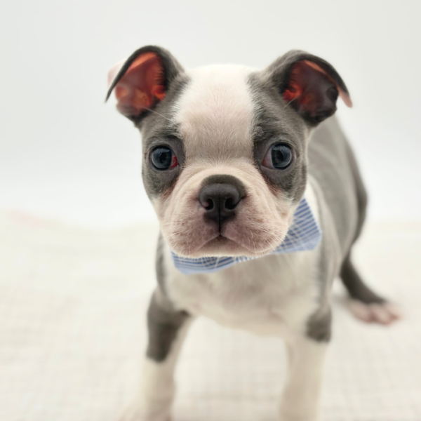 Billy - Boston Terrier - Image 3