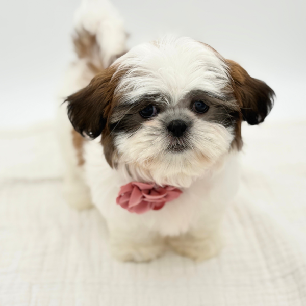 Terra - Shih Tzu - Image 2