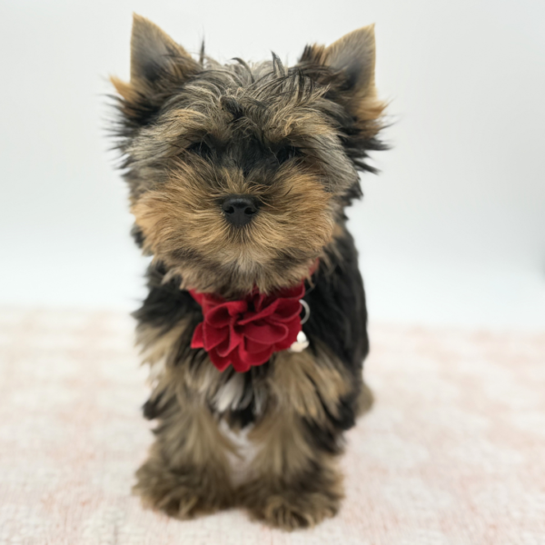 Juliet — Yorkshire Terrier — Image 3