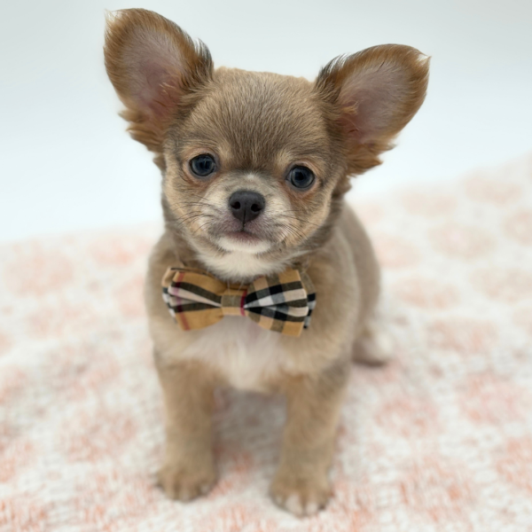 Mouse - Chihuahua - Image 4