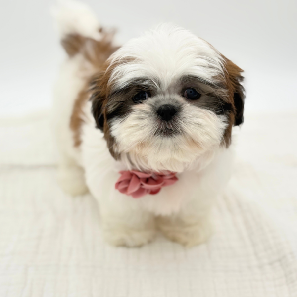 Terra - Shih Tzu - Image 3