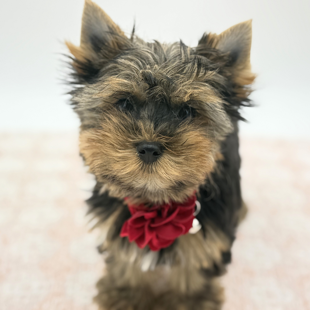 Yorkshire Terrier in Siesta Key, FL