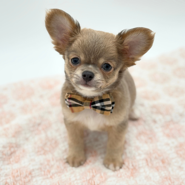 Mouse - Chihuahua - Image 3