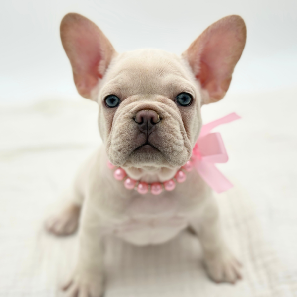 Dove - French Bulldog - Image 2
