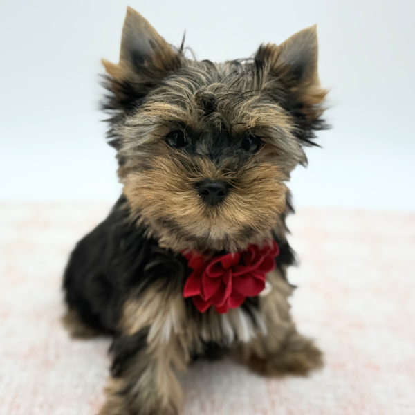 Juliet — Yorkshire Terrier — Image 2