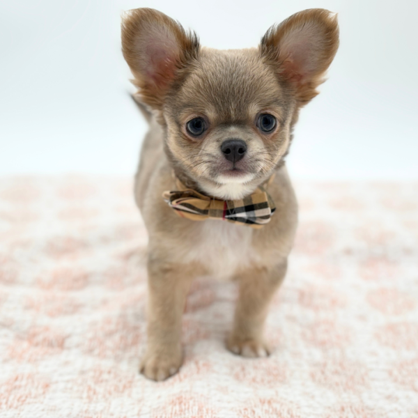 Mouse - Chihuahua - Image 2