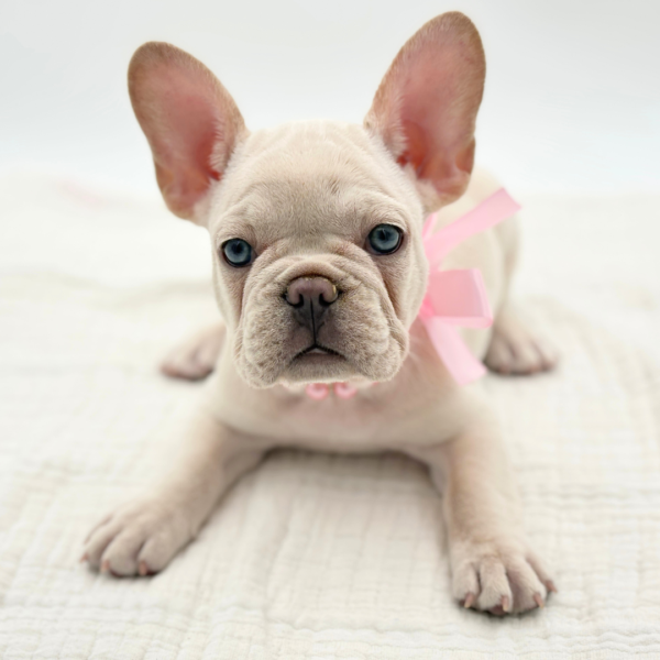 Dove - French Bulldog - Image 1