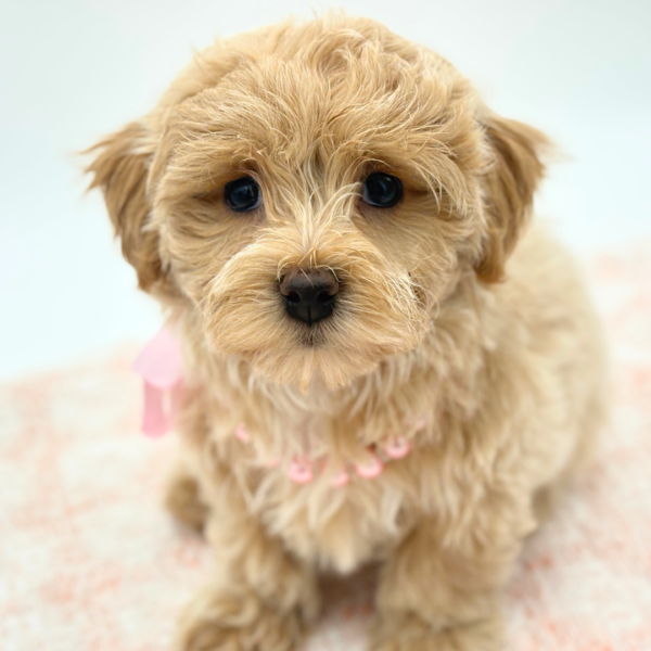 Chanel — Maltipoo — Image 3