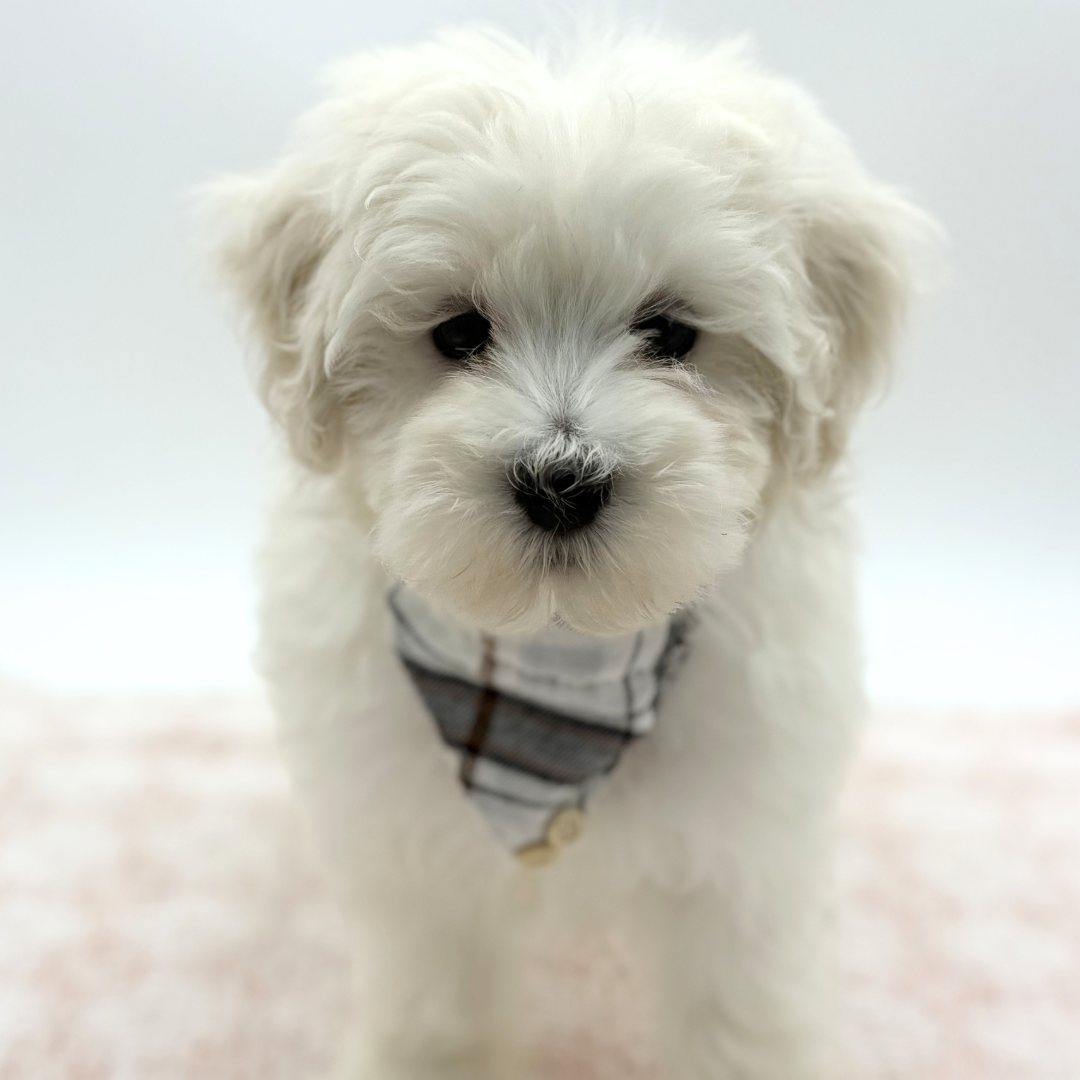Maltipoo in Longboat Key, FL