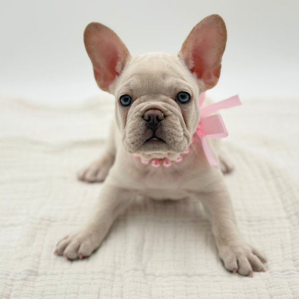 Dove - French Bulldog - Image 3