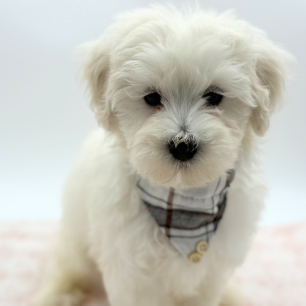 Mickey — Maltipoo — Image 2