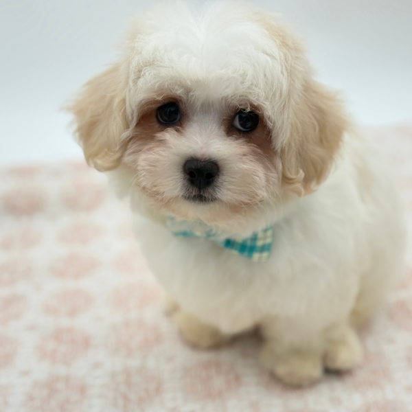 Peter - Teddy Bear - Image 5