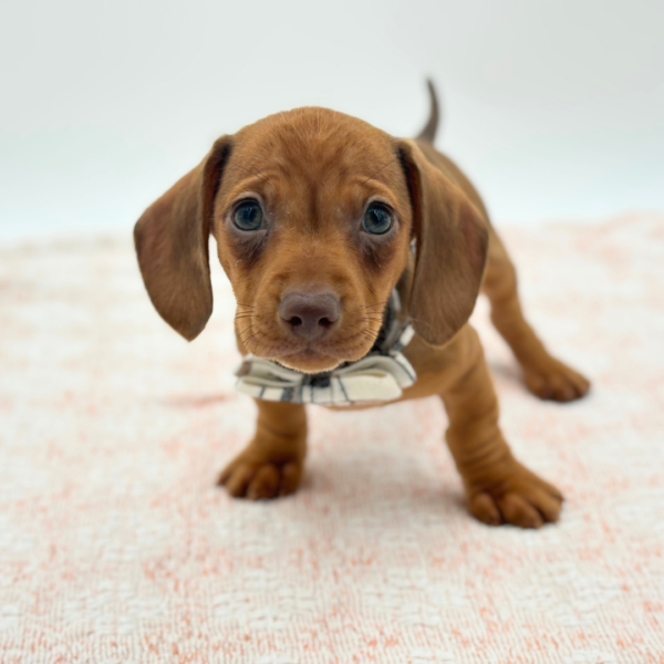Alfie — Dachshund — Image 1