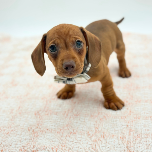 Alfie — Dachshund — Image 2