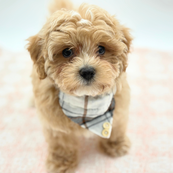 Milo — Maltipoo — Image 2