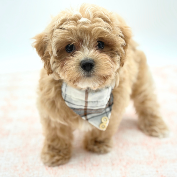 Milo — Maltipoo — Image 1