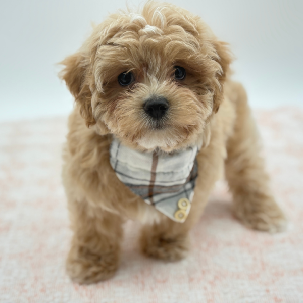 Milo — Maltipoo — Image 3
