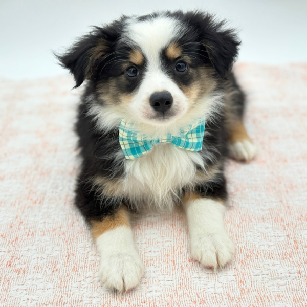 Theo — Miniature Australian Shepherd — Image 3