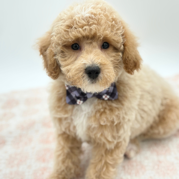 Parker — Bichapoo — Image 2