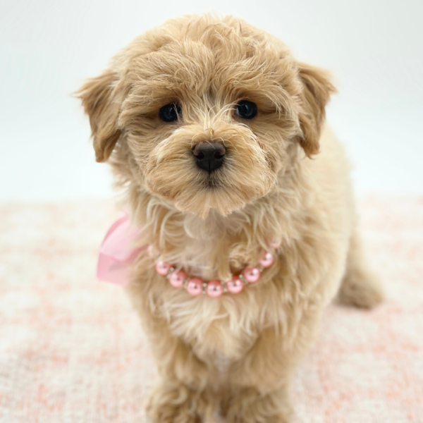 Chanel — Maltipoo — Image 1