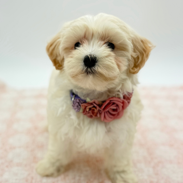 Lulu — Maltipoo — Image 1
