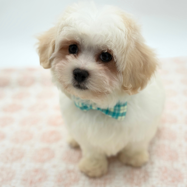 Peter - Teddy Bear - Image 1