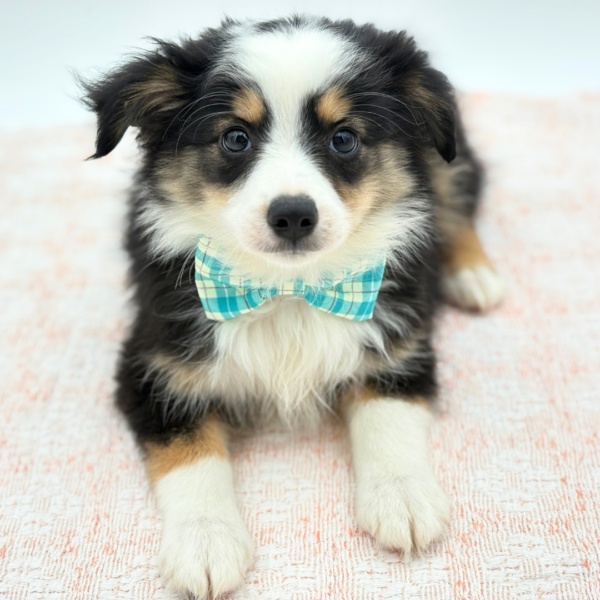 Theo — Miniature Australian Shepherd — Image 1