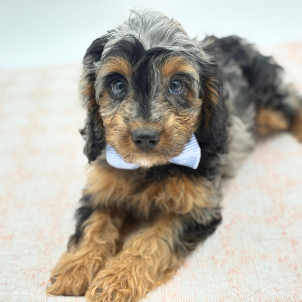 Kingston — Cavapoo — Image 1