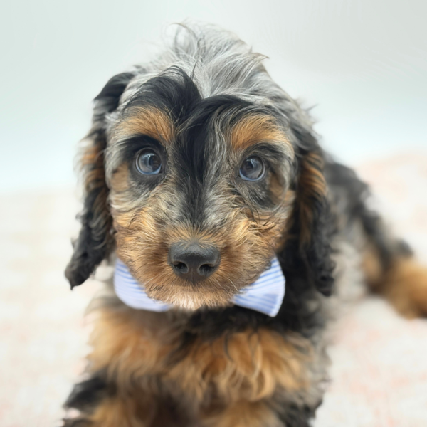 Kingston — Cavapoo — Image 2