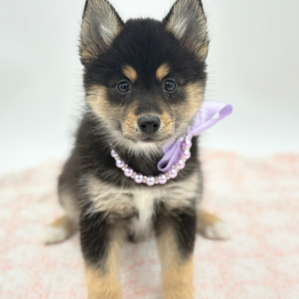 Elsa — Pomsky 2nd Gen — Image 2