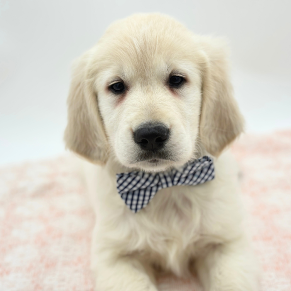 Maxwell — Golden Retriever — Image 3