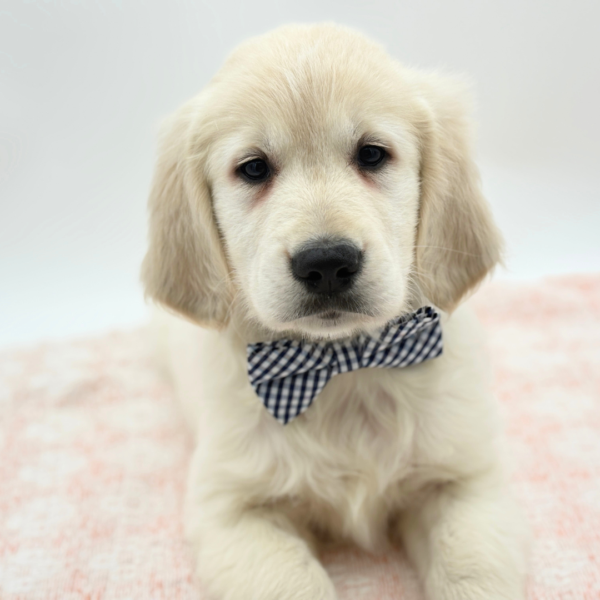 Maxwell — Golden Retriever — Image 2
