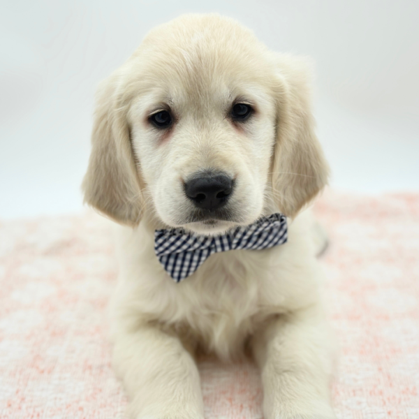 Maxwell — Golden Retriever — Image 1