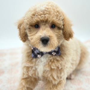 Parker — photo 1