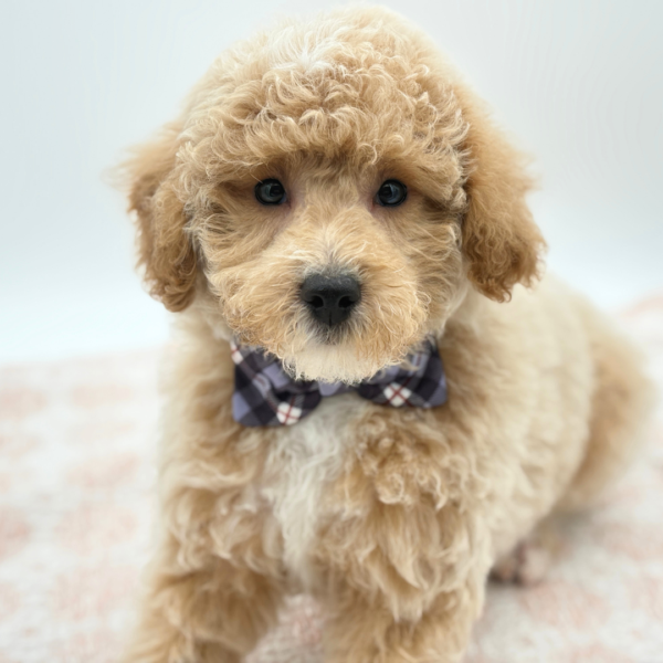 Parker — Bichapoo — Image 1
