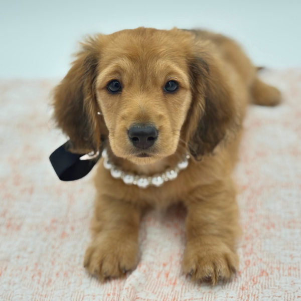 Birdie — Dachshund — Image 3