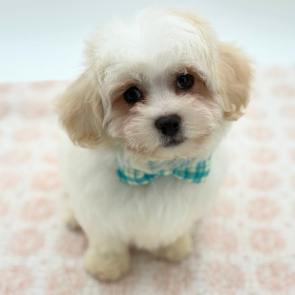 Peter - Teddy Bear - Image 4