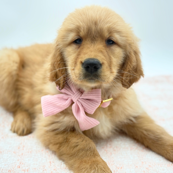 Rosie — Golden Retriever — Image 3