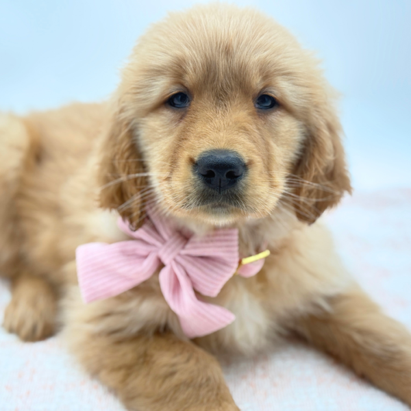 Rosie — Golden Retriever — Image 2