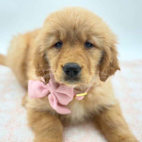 Rosie — Golden Retriever — Image 1